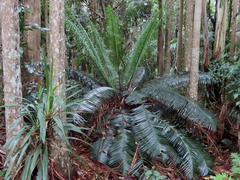Lepidozamia peroffskyana