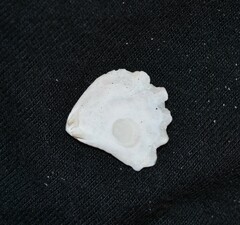 Plicatula gibbosa