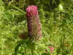 Trifolium rubens