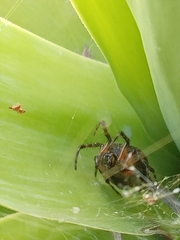 Araneus