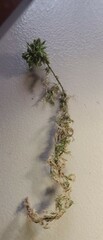 Subsecunda