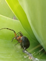 Araneus