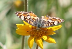 Phyciodes pulchella