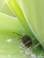 Araneus