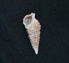 Cerithium atratum