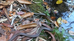 Philodryas chamissonis