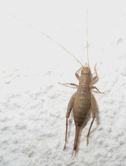 Arachnocephalus vestitus