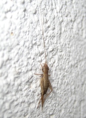 Arachnocephalus vestitus