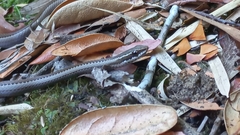 Philodryas chamissonis