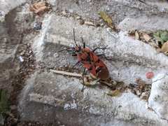 Spilostethus pandurus