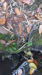 Philodryas chamissonis