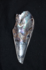 Pinnidae