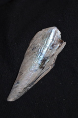 Pinnidae