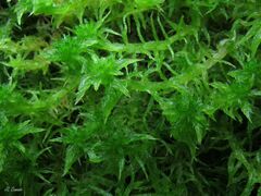 Sphagnum inundatum