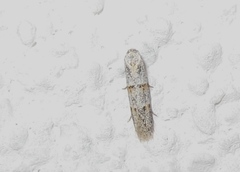 Symmocoides oxybiella