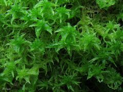 Sphagnum inundatum