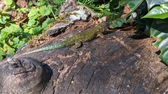 Sceloporus malachiticus