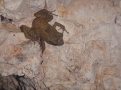 Eleutherodactylus cystignathoides