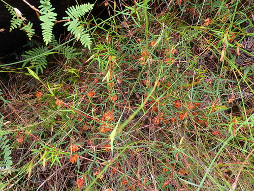 Image of Erica omninoglabra by (c) Ren Hoekstra, some rights reserved (CC BY)