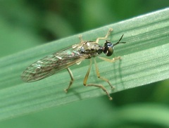Dioctria linearis