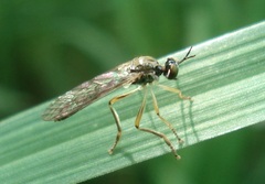 Dioctria linearis