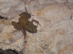 Eleutherodactylus cystignathoides