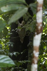 Galeopterus variegatus