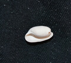 Bulla occidentalis