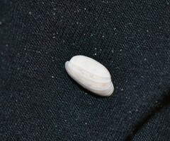 Bulla occidentalis