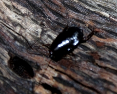 Parcoblatta americana