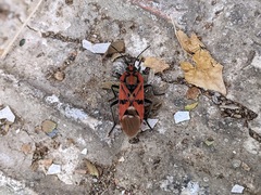 Spilostethus pandurus