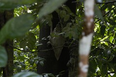 Galeopterus variegatus