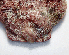 Spondylus gaederopus