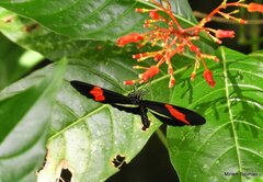 Heliconius erato