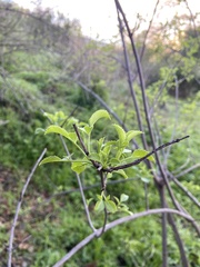 Sambucus cerulea