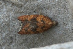 Acleris rhombana