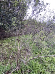 Sambucus cerulea