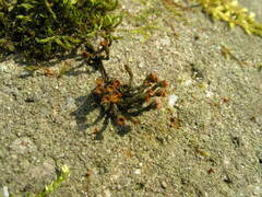 Schistidium apocarpum