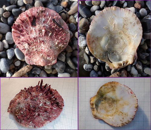 Photo of European thorny oyster (Spondylus gaederopus)