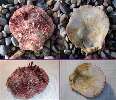 Spondylus gaederopus