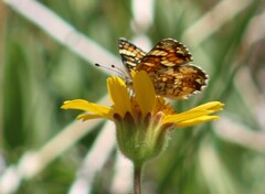 Phyciodes pulchella
