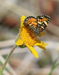 Phyciodes pulchella