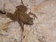 Eleutherodactylus cystignathoides
