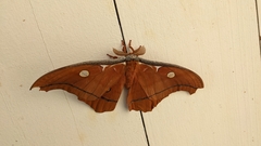 Antheraea godmani