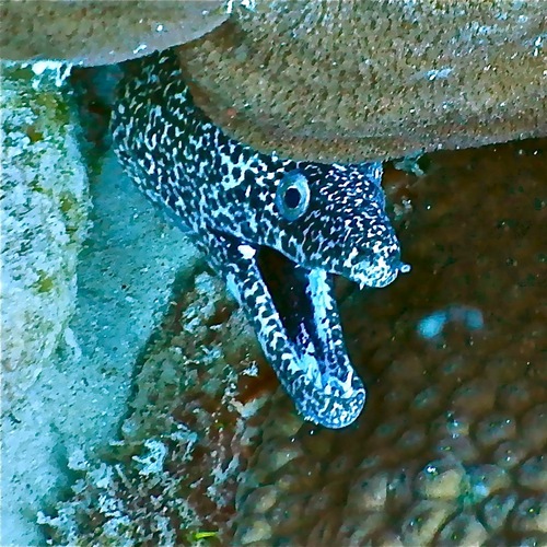 Spotted Moray
