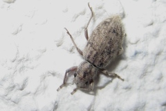 Cycloderes canescens