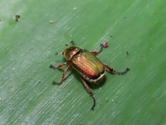 Diphucephala