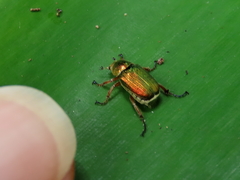 Diphucephala