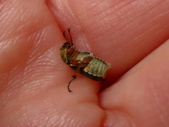 Diphucephala