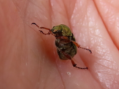 Diphucephala